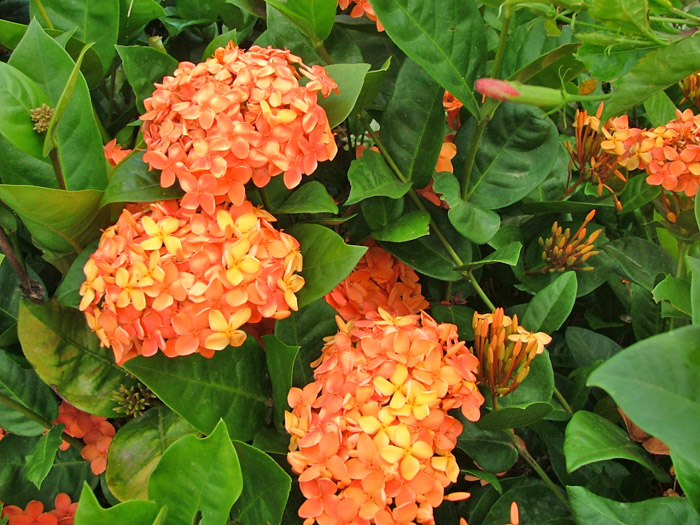 Ixora Long, Singapuri Ixora (Orange) - Plant